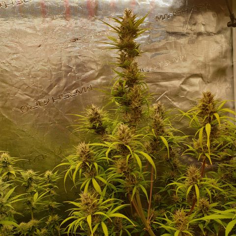Blue Dream Matic Tree 1 growlog photo: 😋🌼