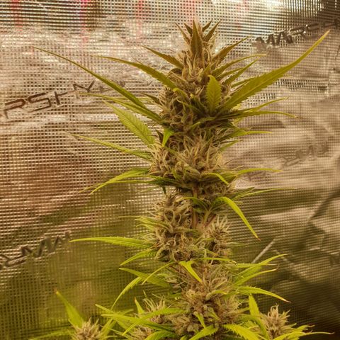 Blue Dream Matic Tree 1 growlog photo: 😋🌼