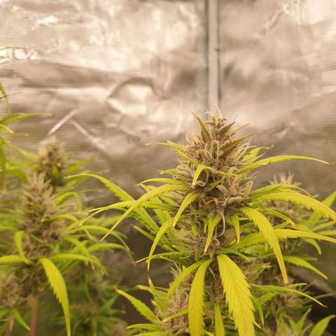 Blue Dream Matic Tree 1 growlog photo: 😋🌼