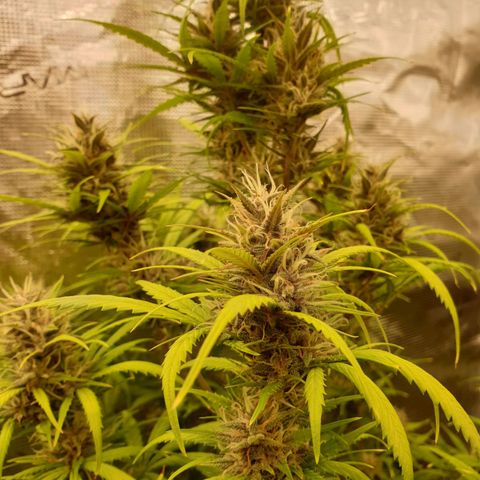 Blue Dream Matic Tree 1 growlog photo: 😋🌼