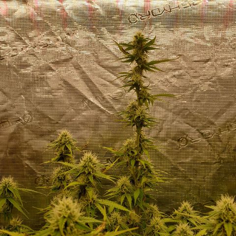 Gelato Auto Tree 3 growlog photo: 😋🌼