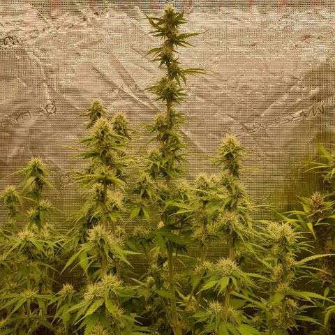 Gelato Auto Tree 3 growlog photo: 😋🌼