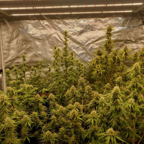 Blue Dream Matic Tree 2 growlog photo: Fast and helthy bloom  🌼🌱
