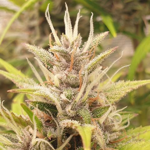 Blue Dream Matic Tree 1 growlog photo: 😋🌼