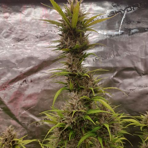 Blue Dream Matic Tree 1 growlog photo: 😋🌼