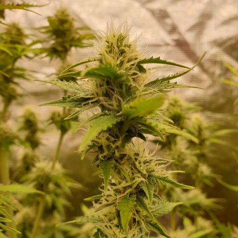 Gelato Auto Tree 3 growlog photo: 😋🌼