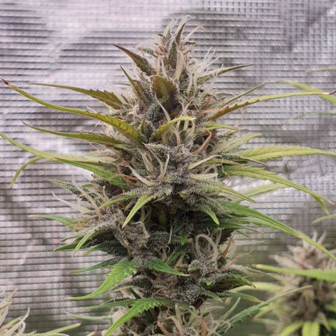 Blue Dream Matic Tree 1 growlog photo: 😋🌼