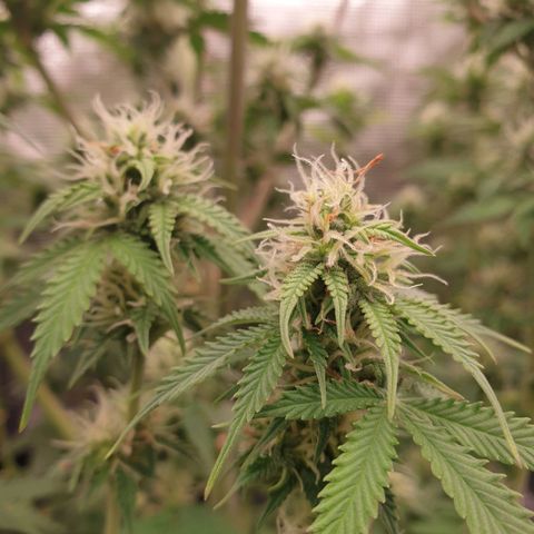 Gelato Auto Tree 3 growlog photo: 😋🌼