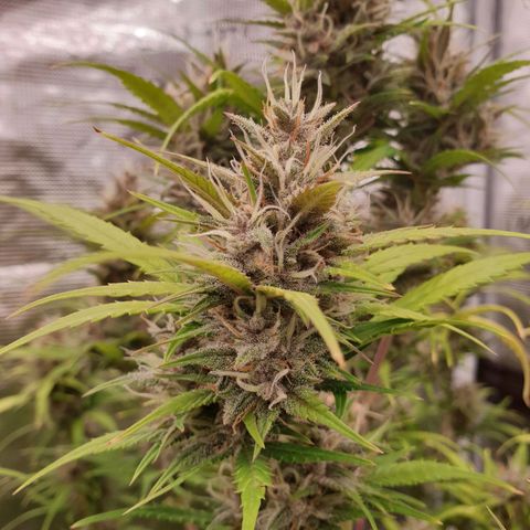 Blue Dream Matic Tree 1 growlog photo: 😋🌼