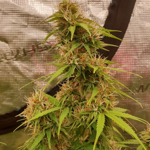 Gelato Auto Tree 1 growlog photo: 🌼😋