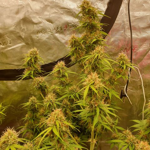 Gelato Auto Tree 1 growlog photo: 🌼😋