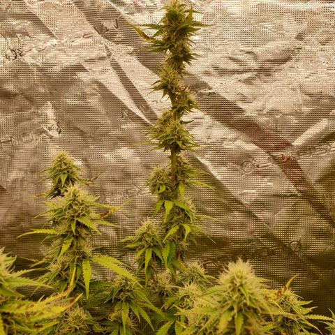 Gelato Auto Tree 3 growlog photo: 😋🌼