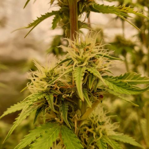 Gelato Auto Tree 3 growlog photo: 😋🌼
