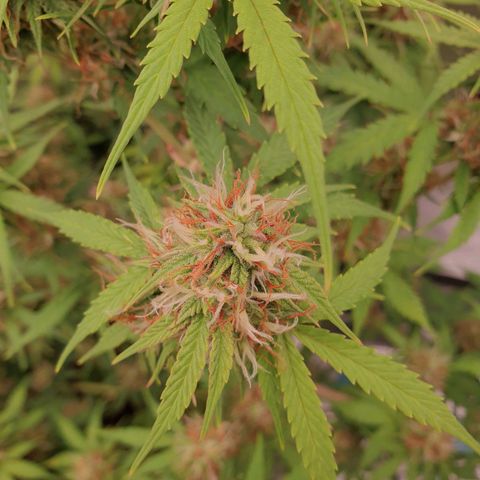 Gelato Auto Tree 1 growlog photo: 🌼😋