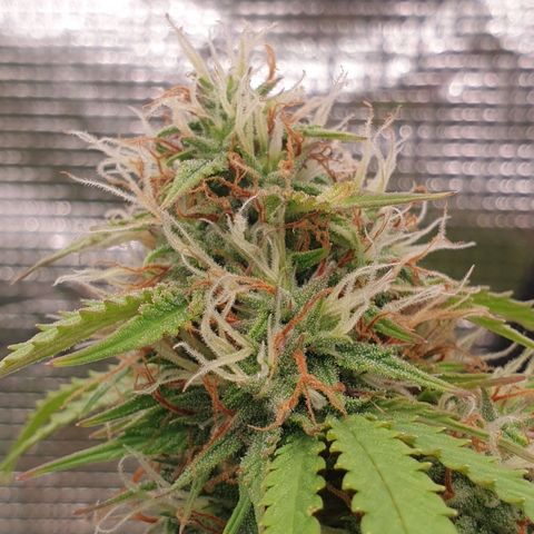 Gelato Auto Tree 1 growlog photo: 🌼😋