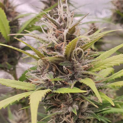 Blue Dream Matic Tree 1 growlog photo: 😋🌼