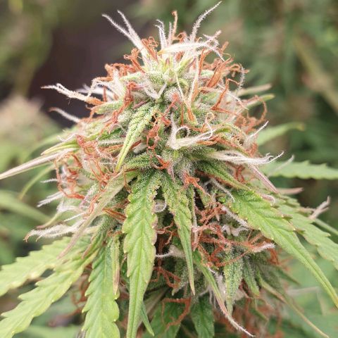 Gelato Auto Tree 1 growlog photo: 🌼😋