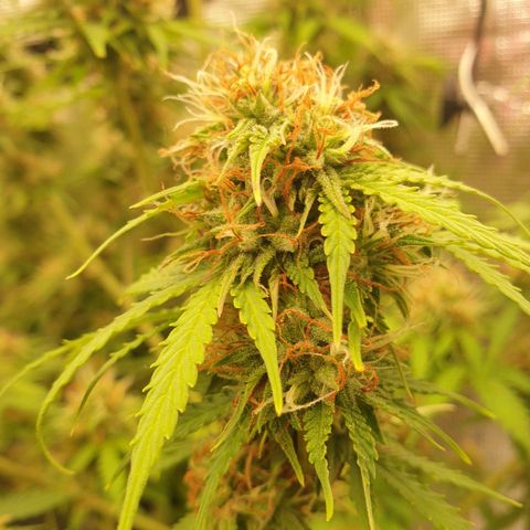 Gelato Auto Tree 1 growlog photo: 🌼😋