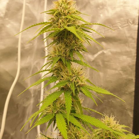 Gelato Auto Tree 2 growlog photo: 😋🌼