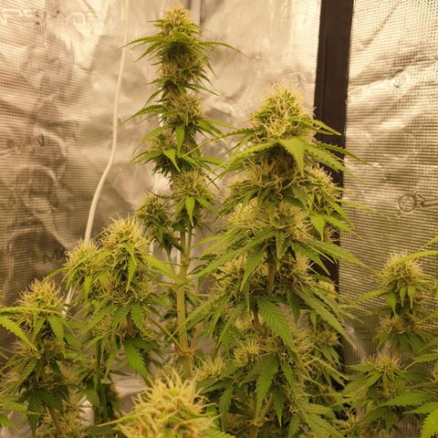 Gelato Auto Tree 2 growlog photo: 😋🌼