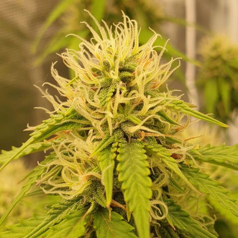 Gelato Auto Tree 2 growlog photo: 😋🌼