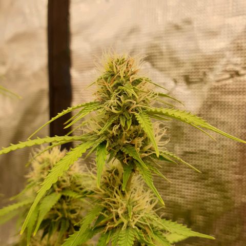 Gelato Auto Tree 2 growlog photo: 😋🌼
