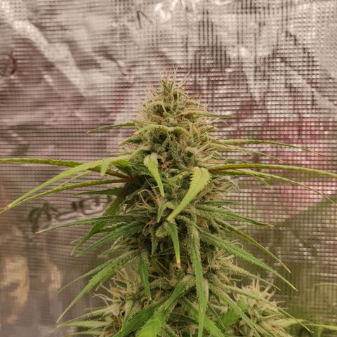 Blue Dream Matic Tree 2 growlog photo: 😋🌼