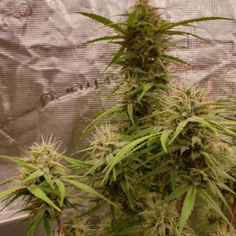 Blue Dream Matic Tree 2 growlog photo: 😋🌼