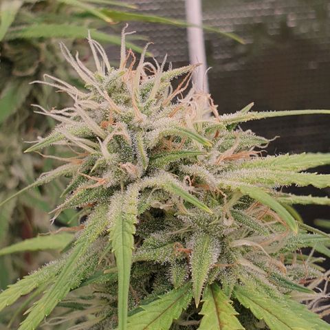 Blue Dream Matic Tree 2 growlog photo: 😋🌼