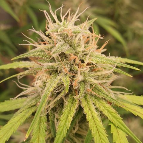 Blue Dream Matic Tree 2 growlog photo: 😋🌼