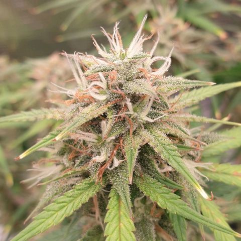 Blue Dream Matic Tree 3 growlog photo: 😋🌼