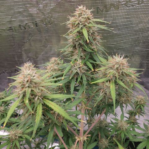 Blue Dream Matic Tree 3 growlog photo: 😋🌼