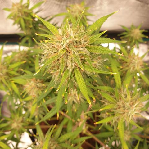 Blue Dream Matic Tree 3 growlog photo: 😋🌼