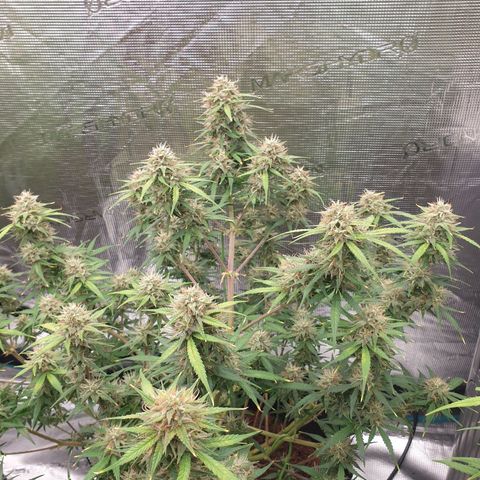 Blue Dream Matic Tree 3 growlog photo: 😋🌼