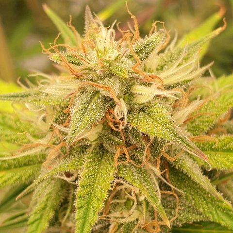 Blue Dream Matic Tree 3 growlog photo: 😋🌼