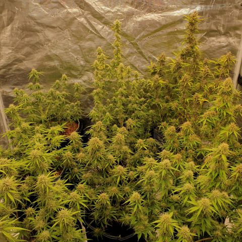 Blue Dream Matic Tree 2 growlog timeline photo