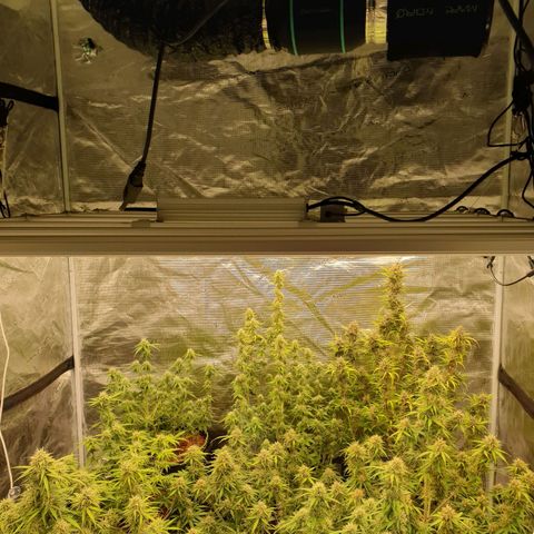 Blue Dream Matic Tree 2 growlog timeline photo