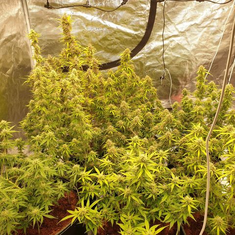 Blue Dream Matic Tree 2 growlog photo: 💐