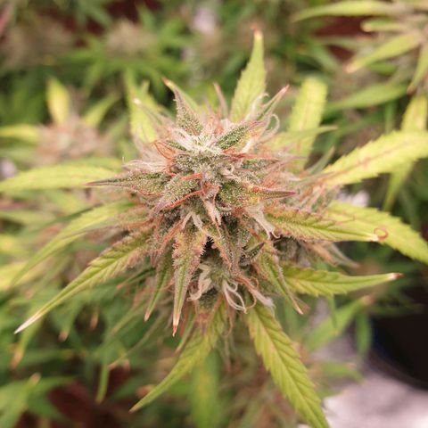 Blue Dream Matic Tree 3 growlog photo: 🌼😋