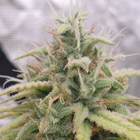 Blue Dream Matic Tree 2 growlog photo: 🌼😋