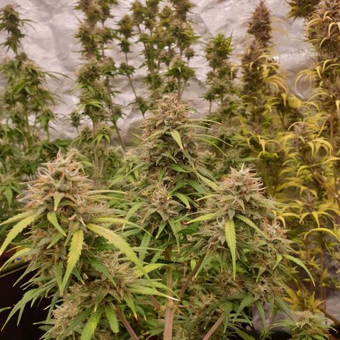 Blue Dream Matic Tree 3 growlog photo: 🌼😋