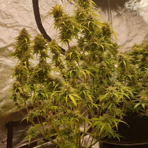 Blue Dream Matic Tree 2 growlog photo: 🌼😋