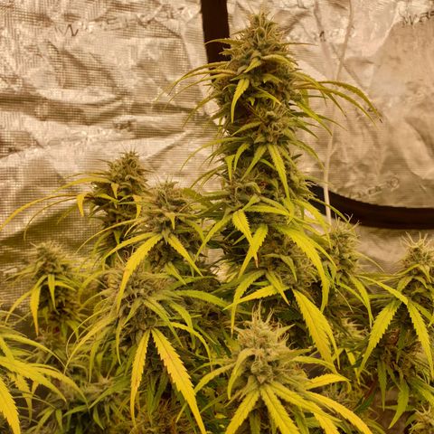 Blue Dream Matic Tree 2 growlog photo: 🌼😋
