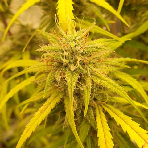 Blue Dream Matic Tree 2 growlog photo: 🌼😋