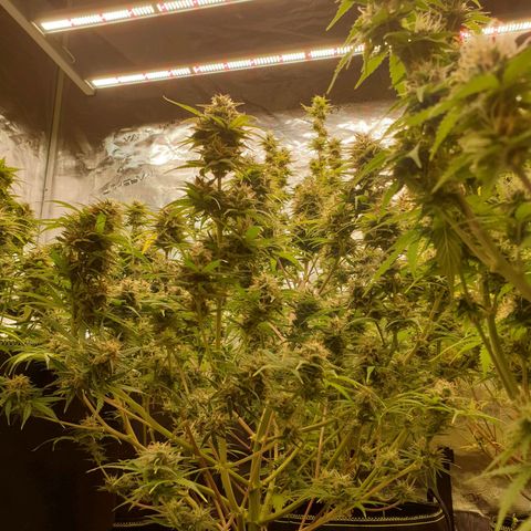 Blue Dream Matic Tree 3 growlog timeline photo