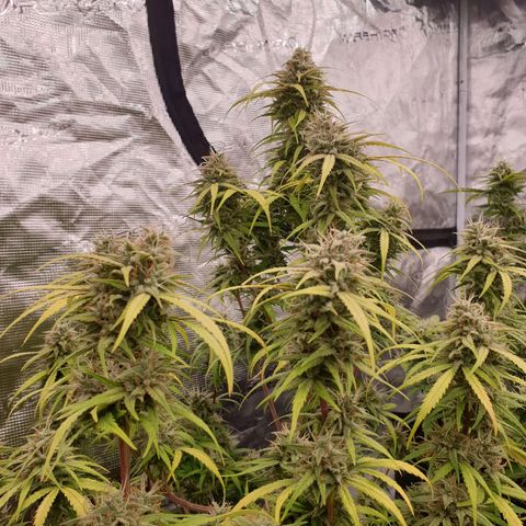 Blue Dream Matic Tree 2 growlog photo: 🌼😋