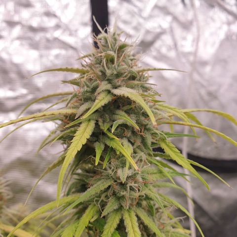 Blue Dream Matic Tree 2 growlog photo: 🌼😋