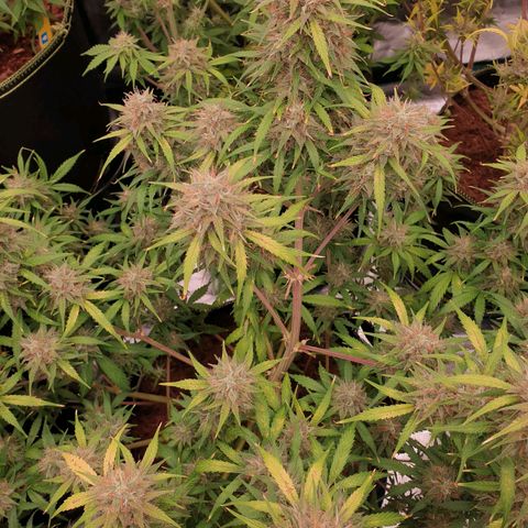 Blue Dream Matic Tree 3 growlog photo: 🌼😋