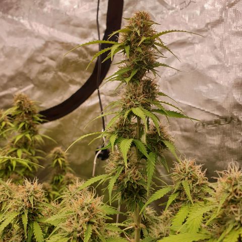 Gelato Auto Tree 2 growlog photo: 😋🌼