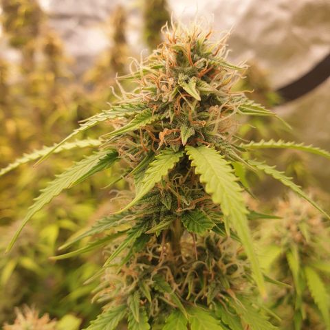 Gelato Auto Tree 2 growlog photo: 😋🌼